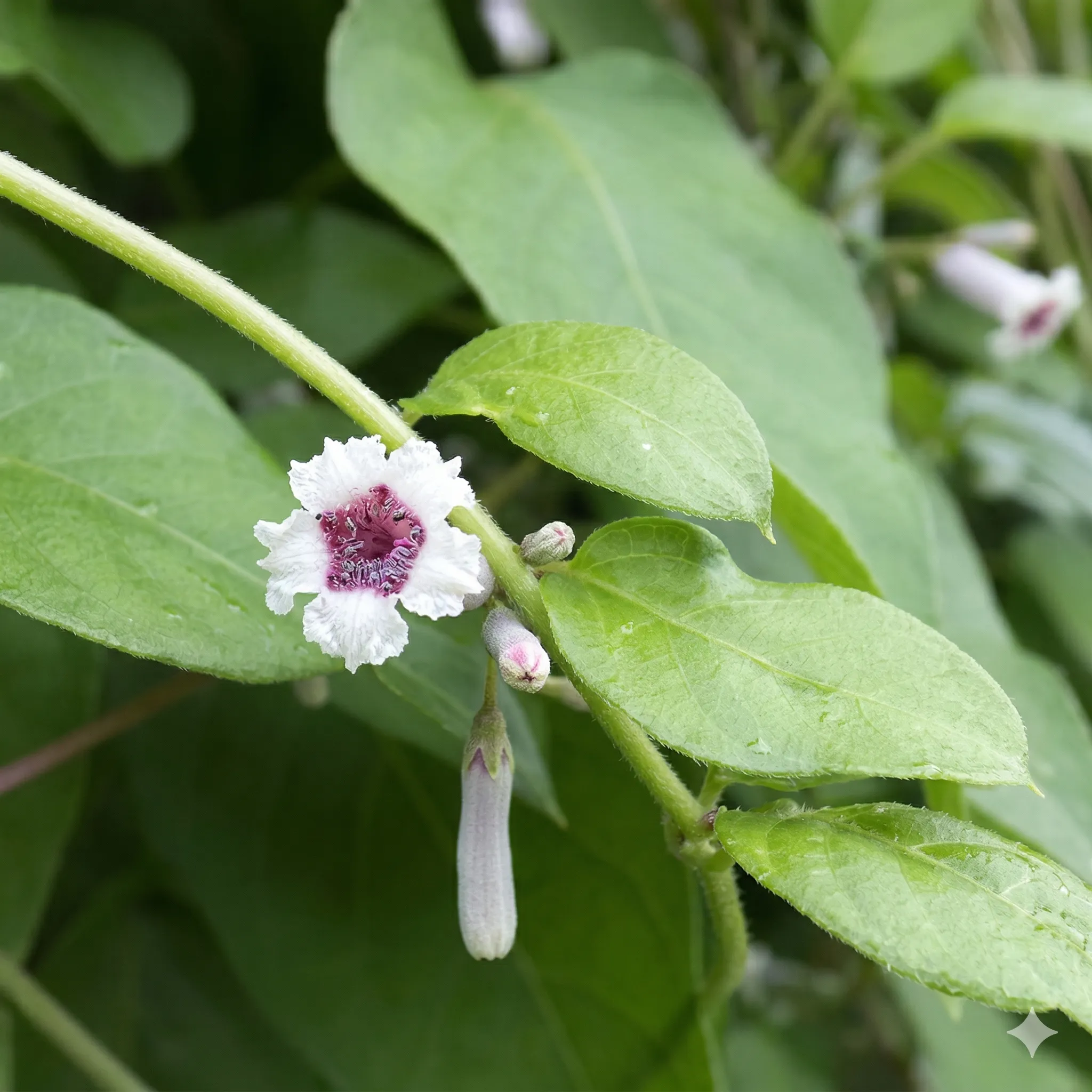 ツル性雑草の防除方法
